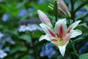 純潔を象徴する花