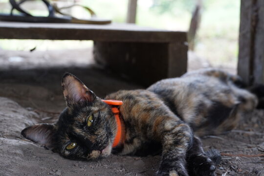 In the Shadows of the Wild: A striking photo capturing the elusive beauty of a feral black cat adorned with an orange collar, adding a vivid accent to its untamed allure