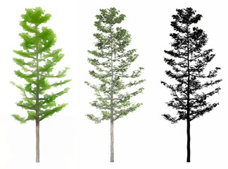 Fototapeta premium Set or collection of Mountain Maple trees, painted, natural and as a black silhouette on white background. Concept or conceptual 3d illustration for nature, ecology and conservation, strength, beauty
