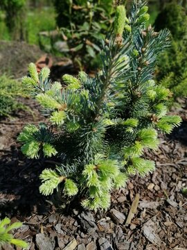 blue fluffy Abies Lasiocarpa Compacta with blue delicate needles on a background of other coniferous plants on a bark flower bed