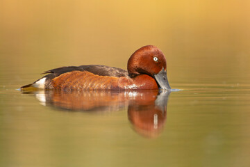 Podgorzałka, kaczka białooka (Aythya nyroca) © Grzegorz