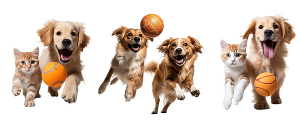 Collection of cat and dog in motion, playing with ball isolated on white background