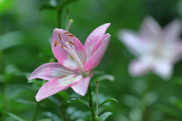Fototapeta premium 純潔を象徴する花
