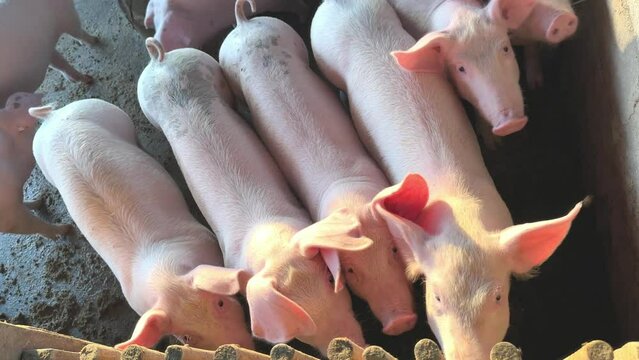 Piglet in a farm Small piglet sucking Brest milk on from mother pig in the farm. video footage 4 k	

