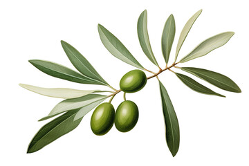 Green olives on big branch. Watercolor ripe fruits with leaves. Realistic botanical painting with fresh olives. Hand drawn isolated on a Transparent background. Generative AI