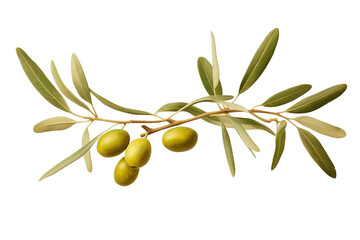 Green olives on big branch. Watercolor ripe fruits with leaves. Realistic botanical painting with fresh olives. Hand drawn isolated on a Transparent background. Generative AI - obrazy, fototapety, plakaty