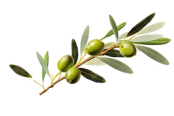 Green olives on big branch. Watercolor ripe fruits with leaves. Realistic botanical painting with fresh olives. Hand drawn isolated on a Transparent background. Generative AI