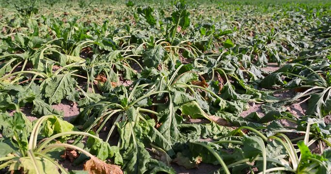 a field with withered beets during heat and drought, a field where the beet crop dries up from the heat and lack of rains in summer