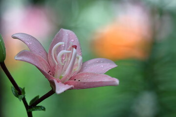 純潔を象徴する花