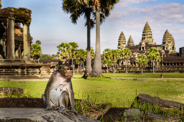 Wild monkey sitting on ruins in Angkor Wat Cambodia with temple in background - Powered by Adobe