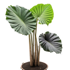 Beautifully Rendered Giant Taro Plant on a White Canvas On transparent background PNG file