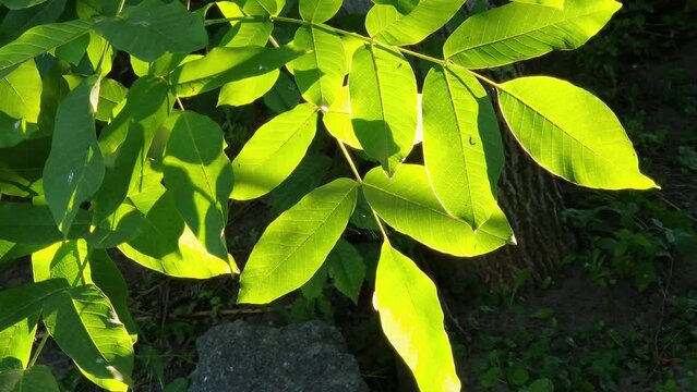 Branch of the walnut tree with unripe fruits backlit