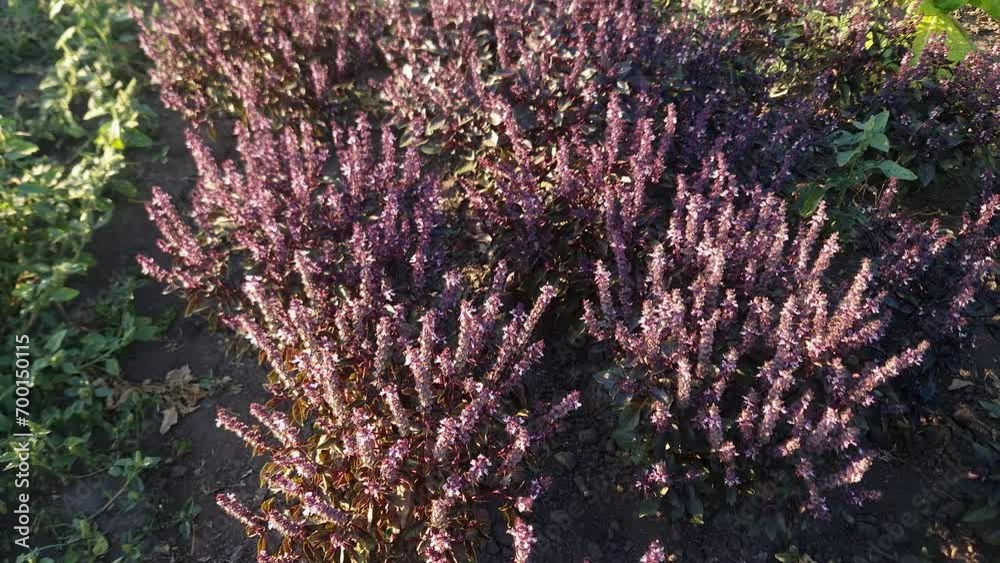 Poster Bushes of red basil on field in evening light backlit