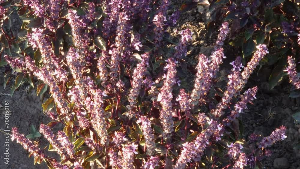 Poster Bushes of red basil on field in evening light backlit