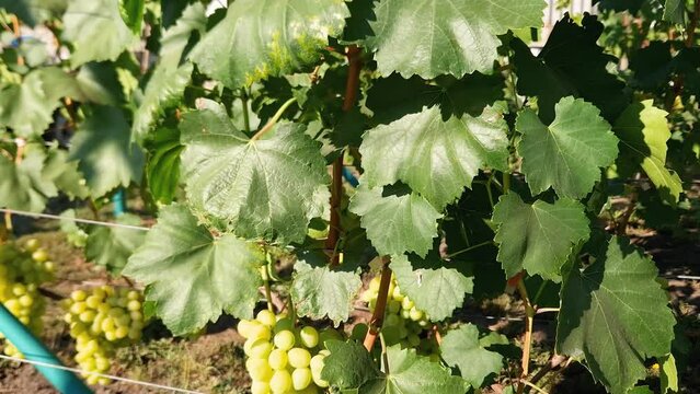 Grape vine with clusters of white grape on vineyard