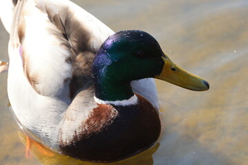 Duclair duck in the pond