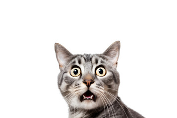 Close-up of a surprised cat with big eyes looking crazy, Isolated on Transparent Background, PNG