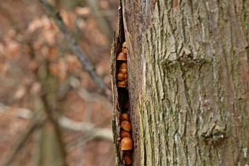 Gemeiner Samtfußrübling (Flammulina velutipes) © Schmutzler-Schaub