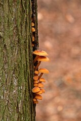 Gemeiner Samtfußrübling (Flammulina velutipes)
