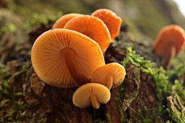 Gemeiner Samtfußrübling (Flammulina velutipes)