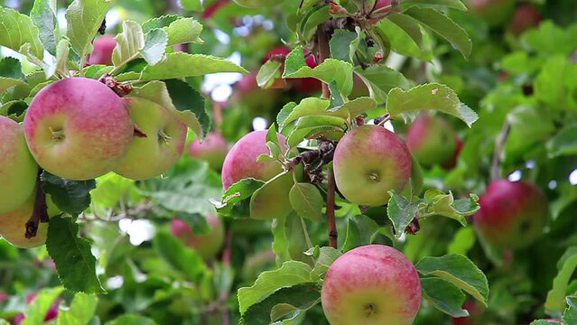 Harvest of Ripe Apples. Apple richly hung with ripe fruit