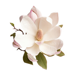 Magnolia Cut on white background
