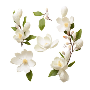isolated Magnolias with Branches on white background