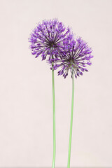 Allium hollandicum persian onion dutch garlic purple sensation flowering plant, ornamental flowers in bloom