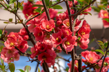 Chaenomeles japonica japanese maules quince flowering shrub, beautiful bright pink color flowers in bloom on springtime branch