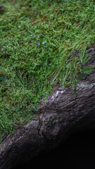 moos baumstamm grün hintergrund bildschirmschoner natur wald