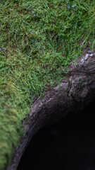 moos baumstamm grün hintergrund bildschirmschoner natur wald