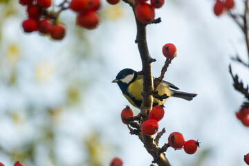 A great tit on a branch with bokeh background and red berries