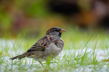 A sparrow in the grass with snow in between