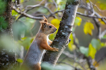 A red squirrel holding onto a tree while looking ahead