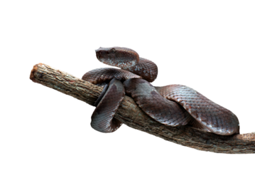 Mangrove pit viper on a tree
