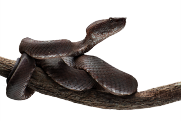 Mangrove pit viper on a tree