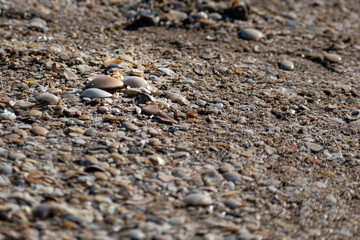 Caracoles en la orilla de la costa