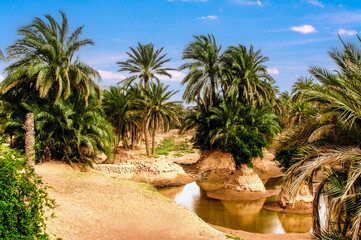 Date palm trees in the Algeria