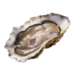 Fresh oyster. Opened Oysters on black background
