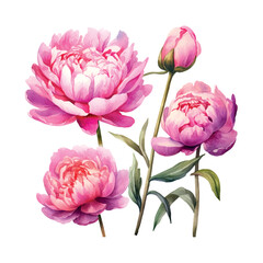 bouquet of peonies watercolor illustration set