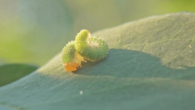 Young sawfly larva insect resting on a leaf close-up. Garden pest on plant in natural environment