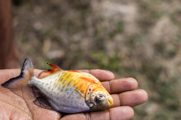 Vibrant Small Pomfret Fish Held in Hand, Fresh Catch from the pond, Colorful and Wet fish