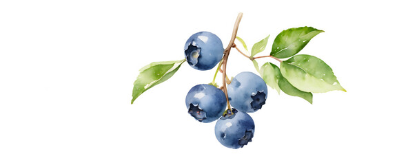 Drawn in watercolor style on a white background. Blueberry fruit hanging from a branch. Generative Ai