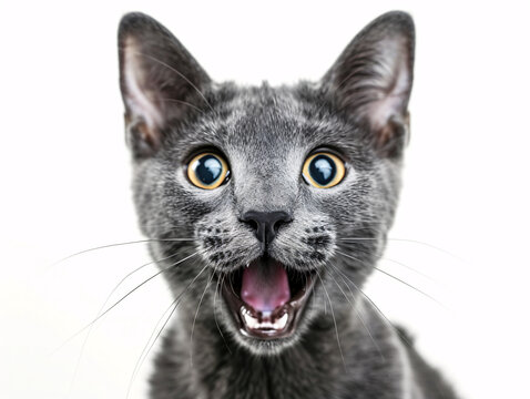 Generated AI. A photograph of a complete happy Korat cat.