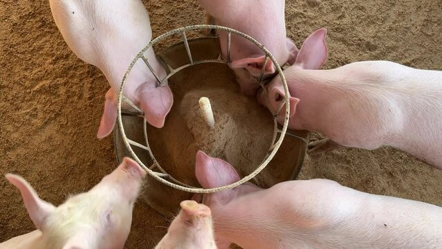 feeding the pig Piglet in a farm Small piglet sucking Brest milk on from mother pig in the farm. video 4k footage 