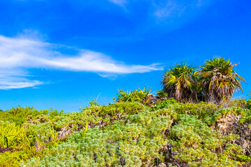 Fototapeta premium Caribbean beach nature palm trees plant jungle forest nature Mexico.