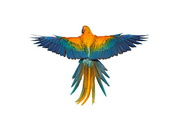 Colorful feathers on the back of Camelot Macaw isolated on transparent background png file