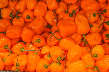 Habanero spicy chili