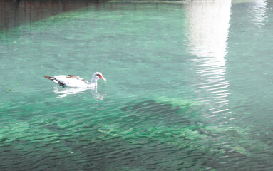 pretty duck <3