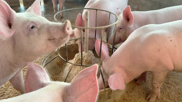 pig and piglet Piglet in a farm Small piglet sucking Brest milk on from mother pig in the farm. Video 4k footage 